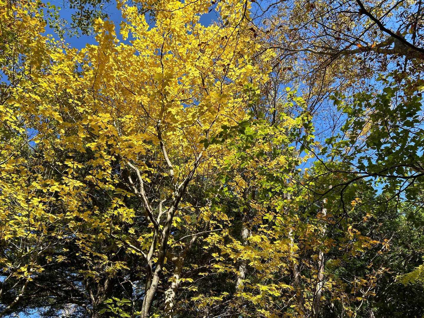 こちらはイチョウの紅葉🍁