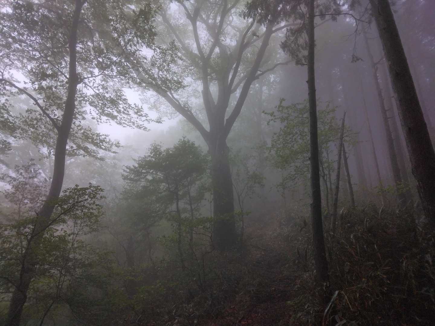 上林峠-陣ヶ森 往復コースの写真