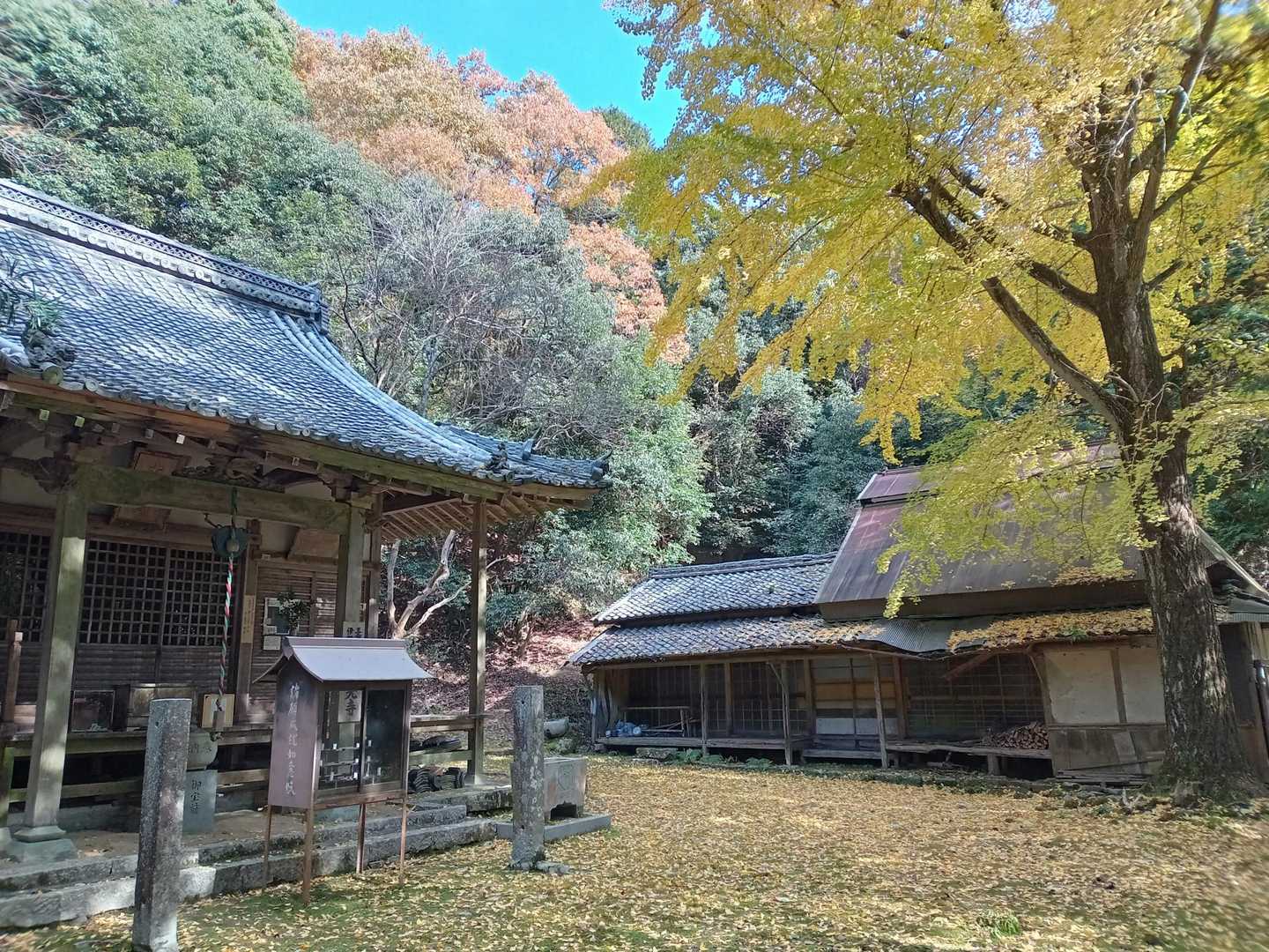 大光寺、イチョウの絨毯が優しい景色