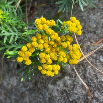 トーミの頭直前の登山道脇にイワインチンと思われる花が咲いていました。