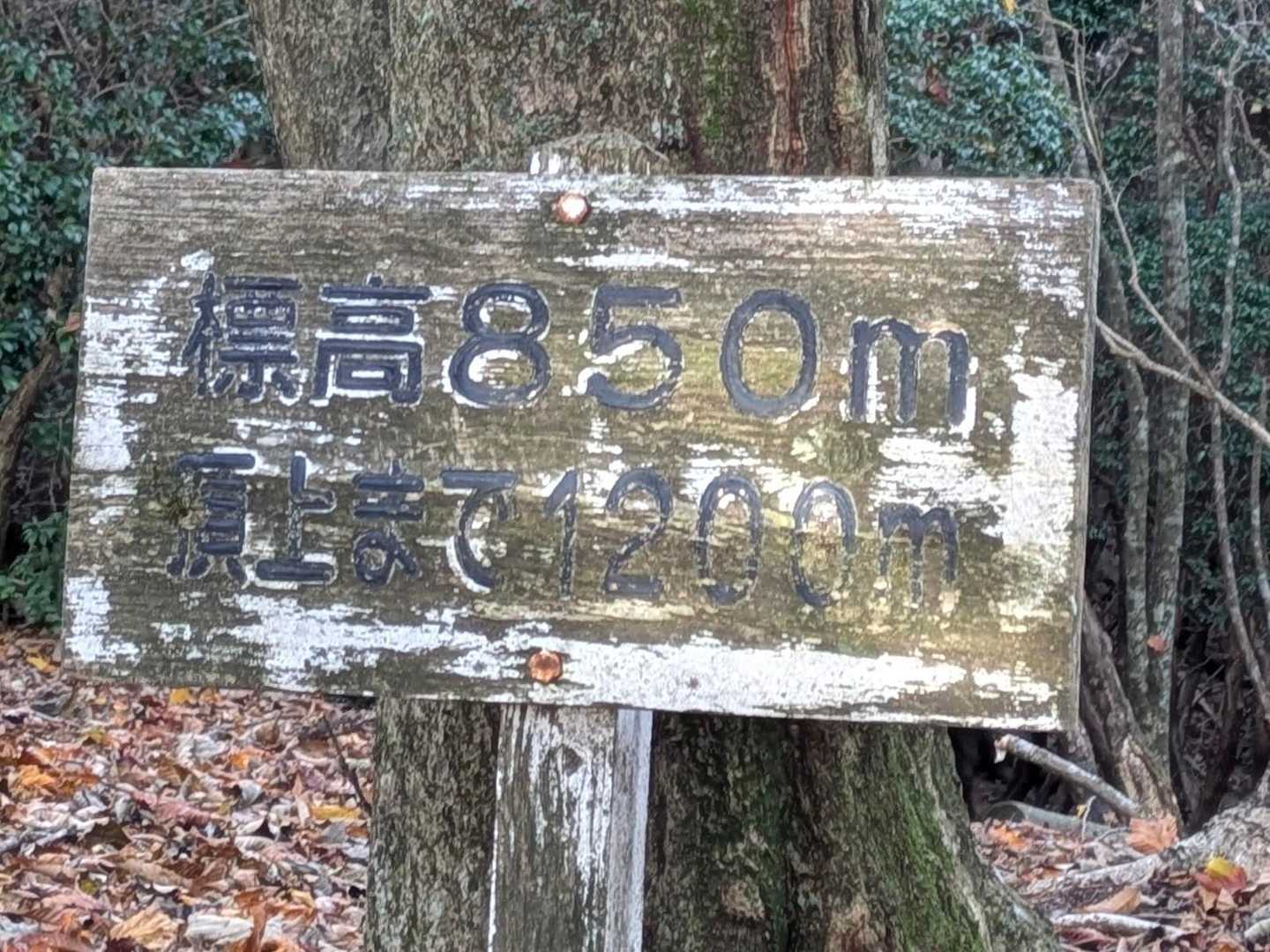 標高850m地点