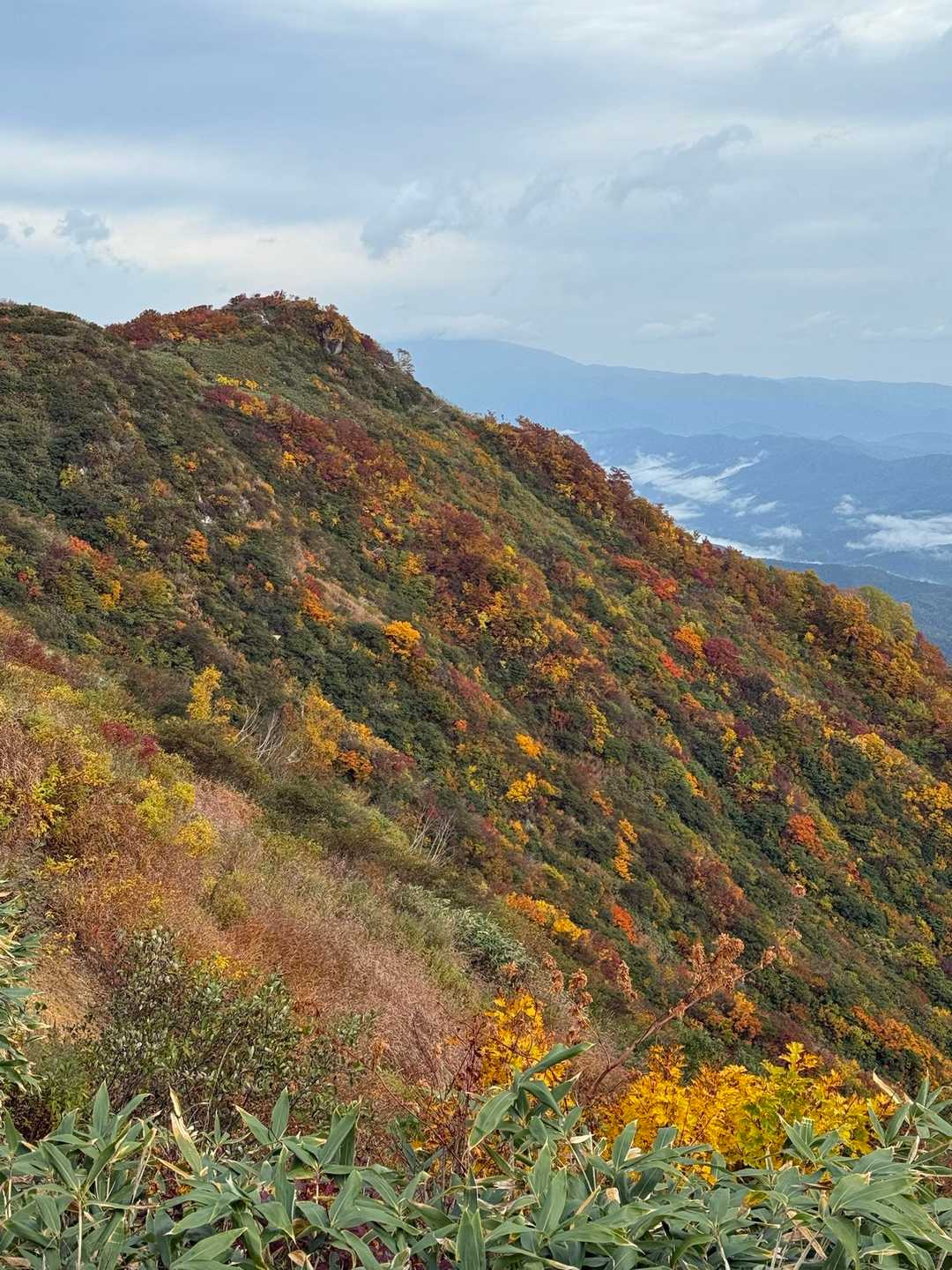 南斜面が紅葉綺麗なんだなー🍁