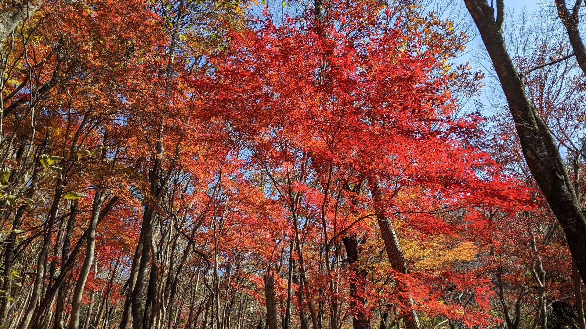 霊仙山登山道入口-汗ふき峠-経塚山-霊仙山 往復コースの写真