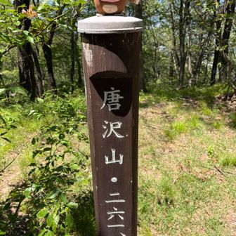 唐沢山到着🙌
今回のコースはほぼ全般的にメマトイがはちゃめちゃに顔周りに纏わりついてきて、顔周りにたかるメマトイ1日分集めるとおにぎり一個位の量になるでは…🍙
という位にとにかくメマトイが凄いので被る虫除けネット持ってくるんだったなぁと後悔しました💦
キャップ、スカーフでほっかむり、サングラス(ヤケーヌは暑すぎて私的に無理でした)顔丸出しだったらきっと何匹も食べていた事でしょう🤣