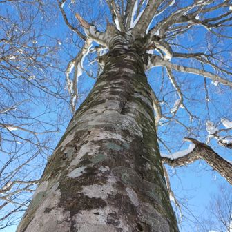 眺めのいいところまで
行きたかったけど
もうラッセルいやだー