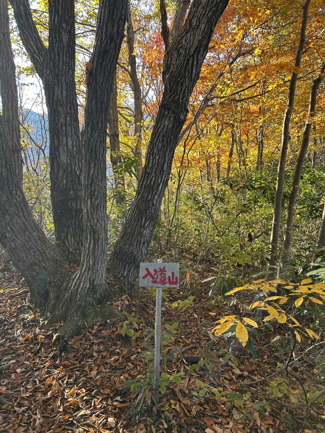 黄連山-菊石山-下駒ヶ岳-白鳥山-金時の頭-坂田峠-尻高山 縦走コースの写真