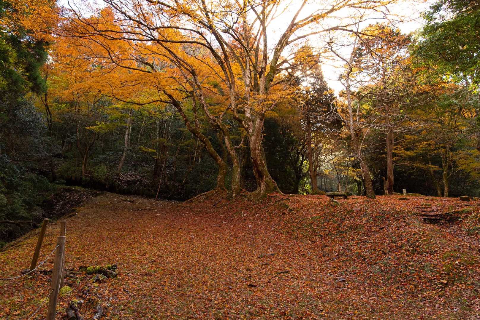 全部紅葉の絨毯