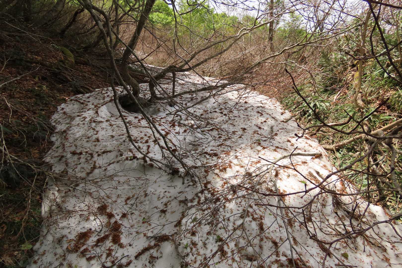 日陰に残る残雪
登山道には無し
