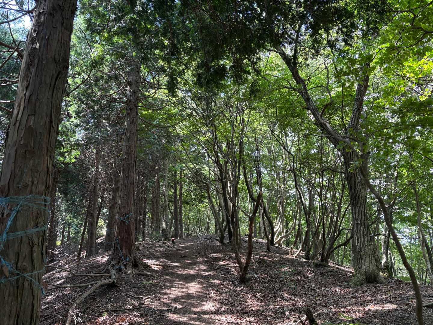 二の谷山 周回コースの写真