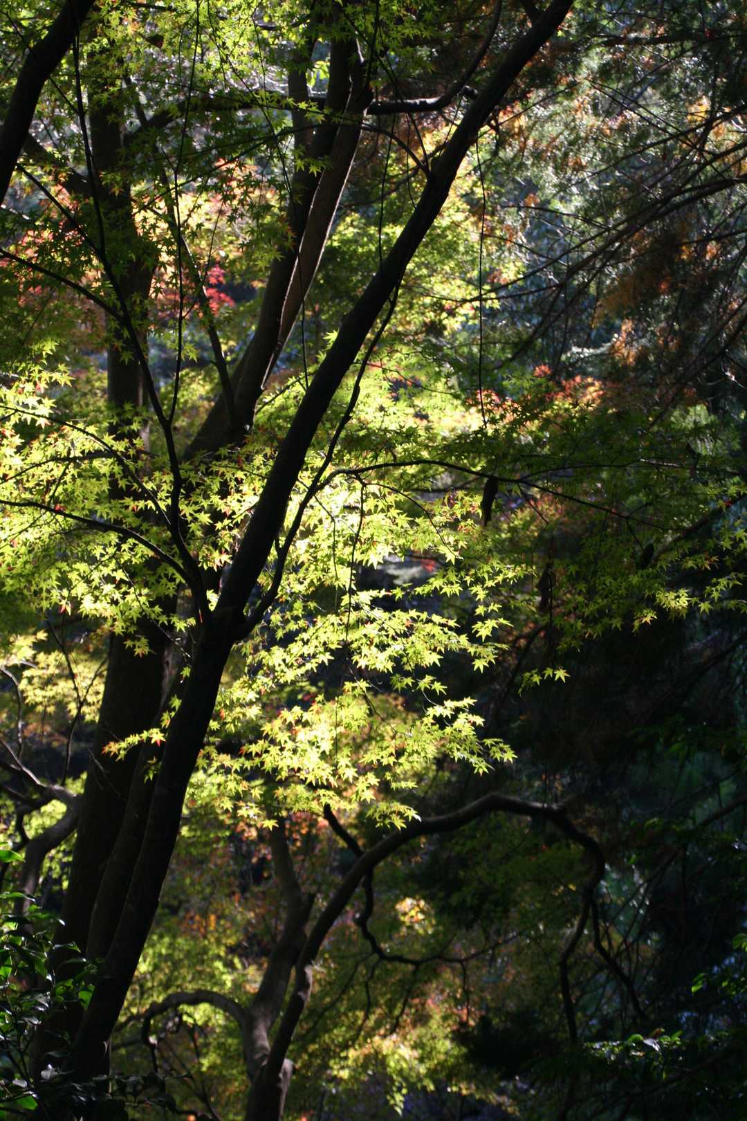 紅葉、まだこれからも楽しめそうです