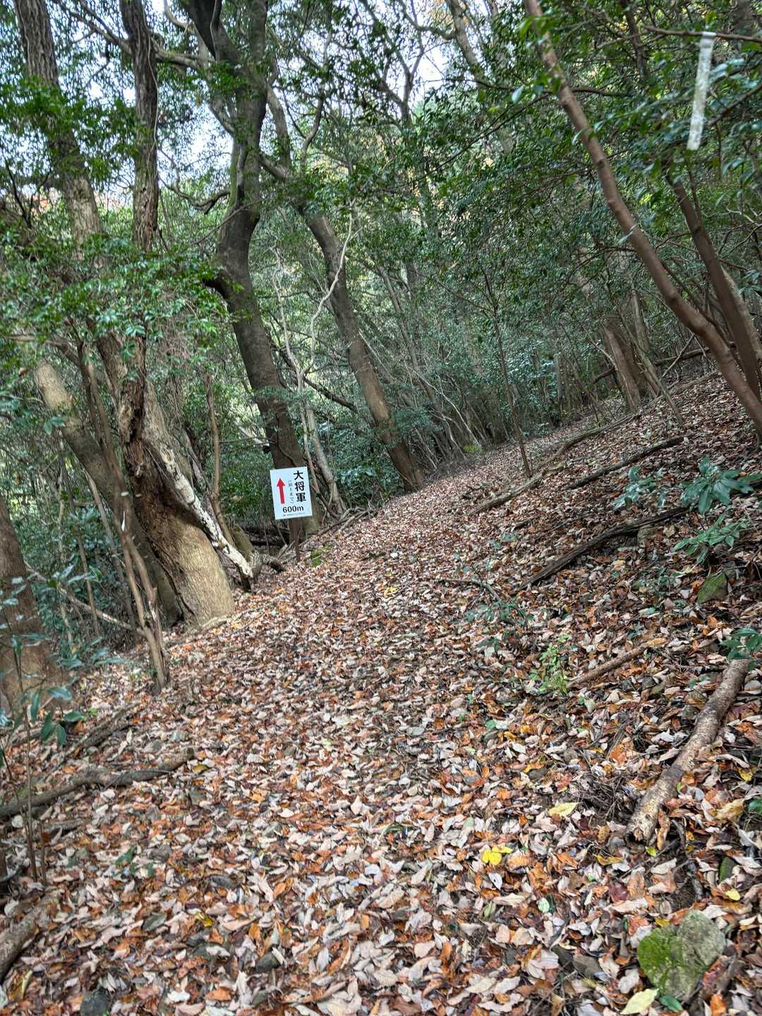 枯葉のフワフワの道😇