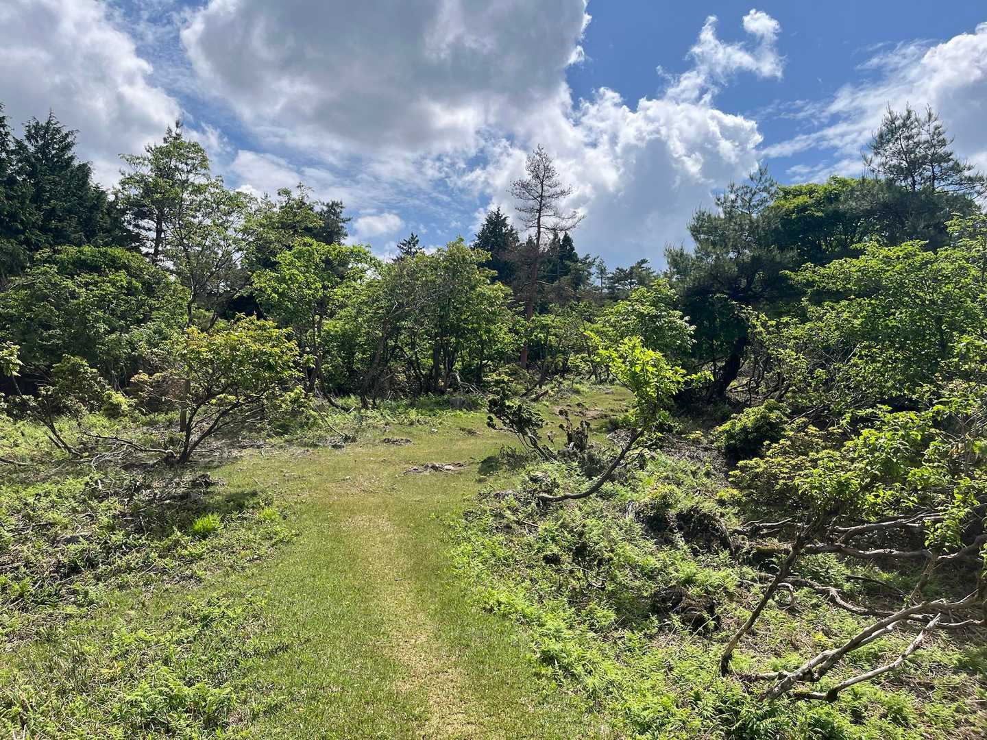 鳩ヶ峰-大江山 往復コースの写真