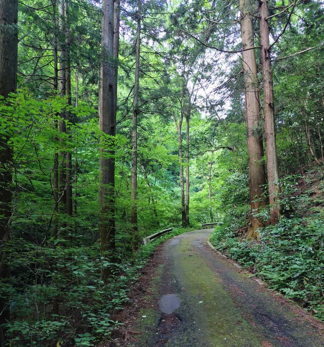 橋場バス停-粥新田峠-大霧山-旧定峰峠-経塚バス停 縦走コースの写真