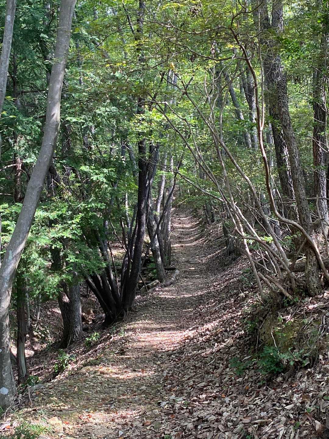 矢筈山 周回コースの写真