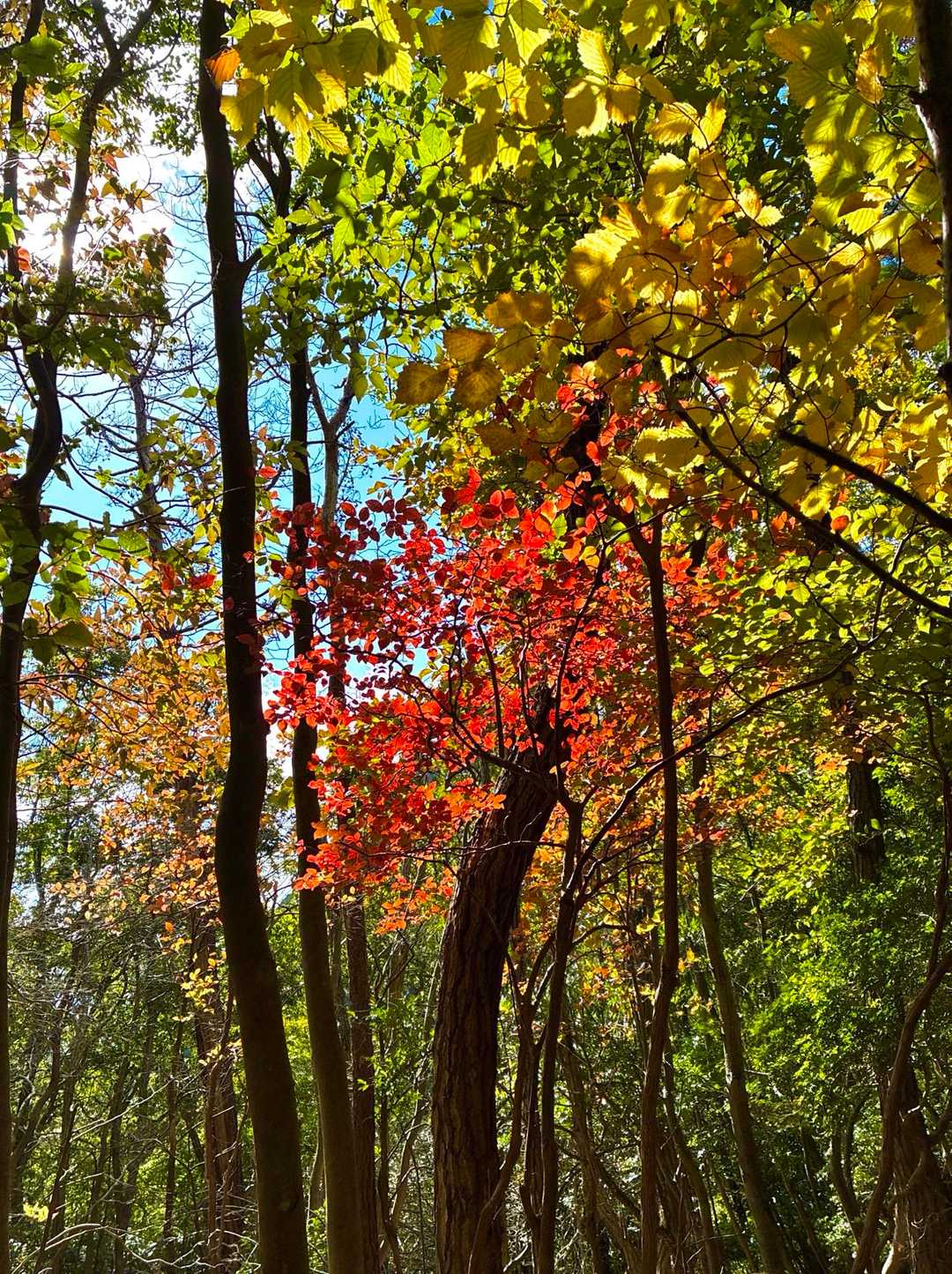 なぜか、ここだけ紅葉🍁