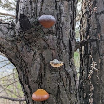 栗まんじゅうみたいな🍄‍🟫
さぁ、まーくんさんが待ってる世田山に戻り、下山しましょう。