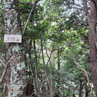 迷いつつとにかく右の標高の高い方に登って、天行山に無事登頂。
