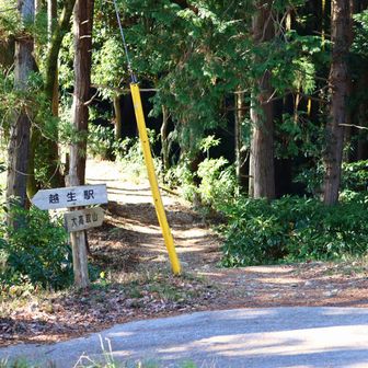 ここから大高取山へ。