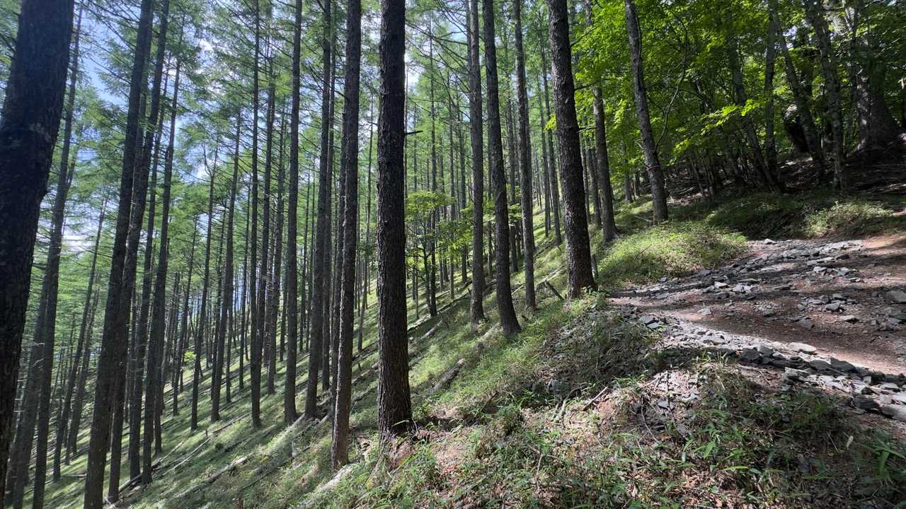 鳳凰三山縦走（薬師岳・観音岳・地蔵岳）夜叉神峠ピストン の写真 47
