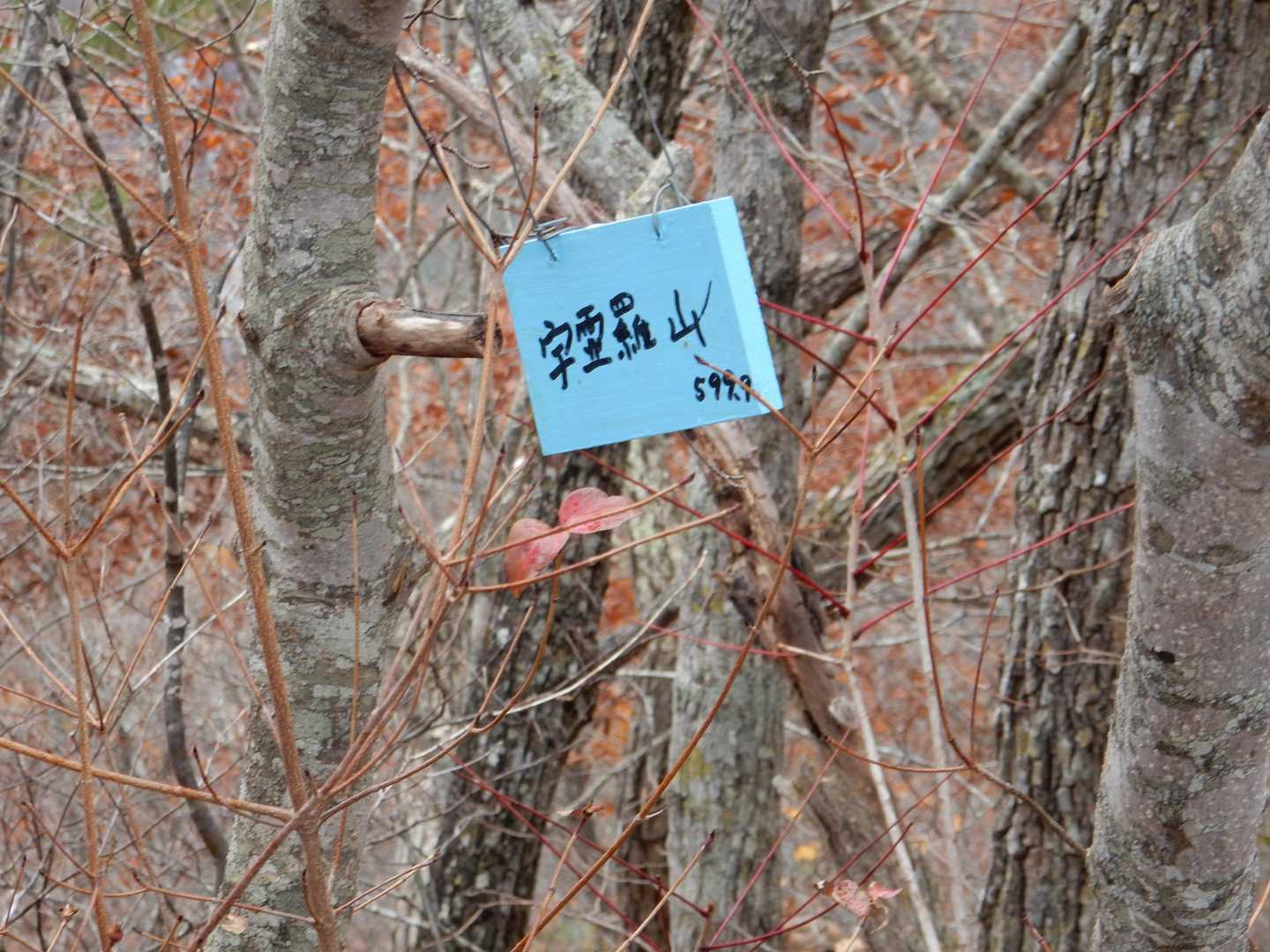 宇霊羅山 往復コースの写真