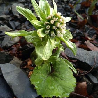 ふきのとう！初めてみたかも！？