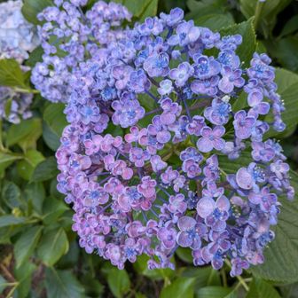 お花の形がかわいい