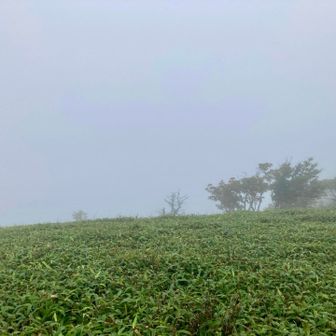 当然、稲村ヶ岳もどこも見えず。
