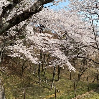 山のふもとには、満開のサクラがいっぱい！
こちらもなんて美しいのだろう🥰
今年もこんなにたくさんのサクラを見ることが出来て幸せだ〜！！！

