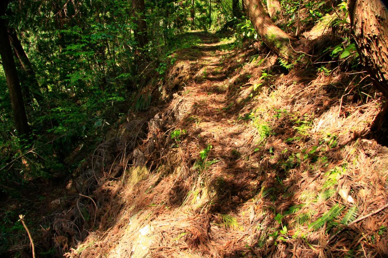 朴坂山登山口-朴坂山 往復コースの写真