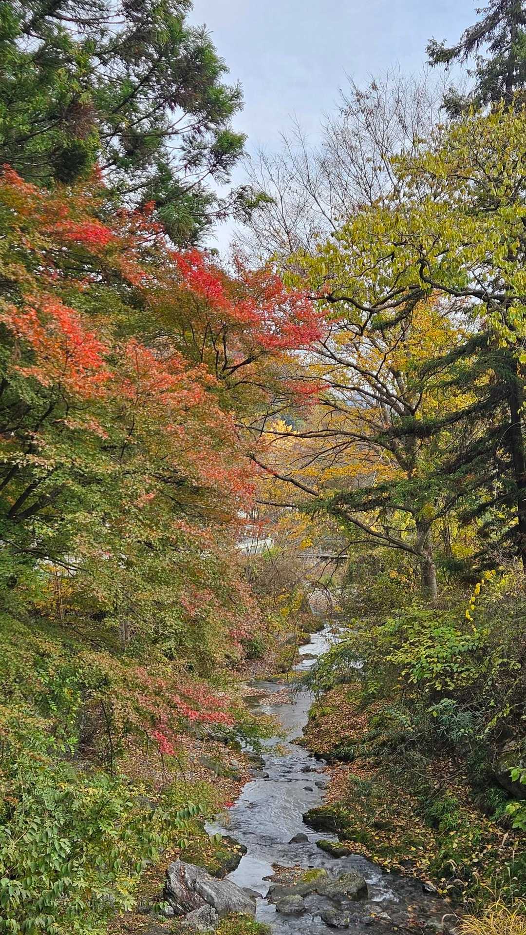 名郷バス停-鳥首峠-滝入ノ頭-ヤシンタイノ頭-有間山-蕨山 縦走コースの写真