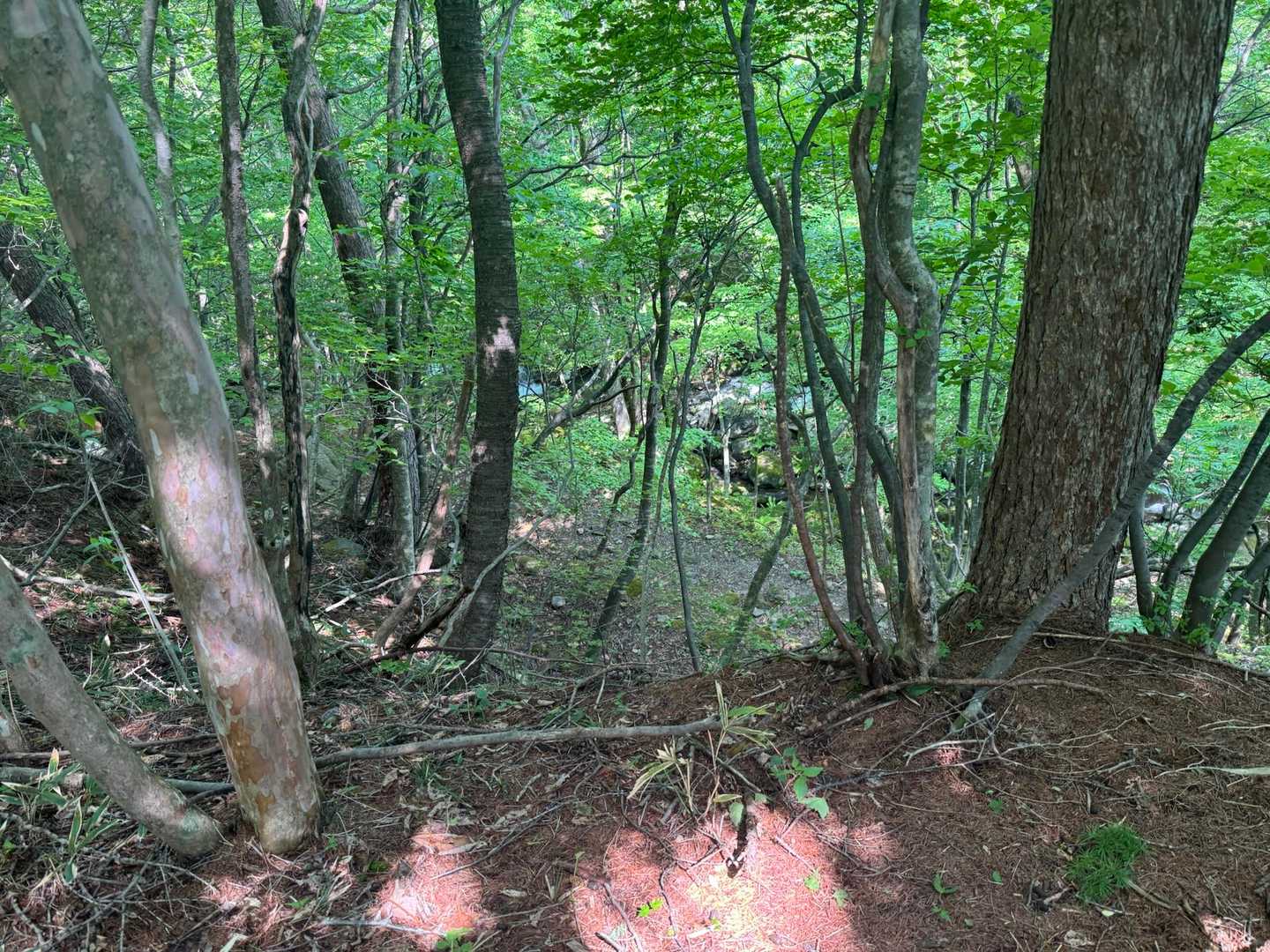 登山道下に川が流れていて沢の音がゴーゴーと、、あの川が堀川なのか🏞️

熊鈴じゃんじゃん鳴らしながら進みます🐻