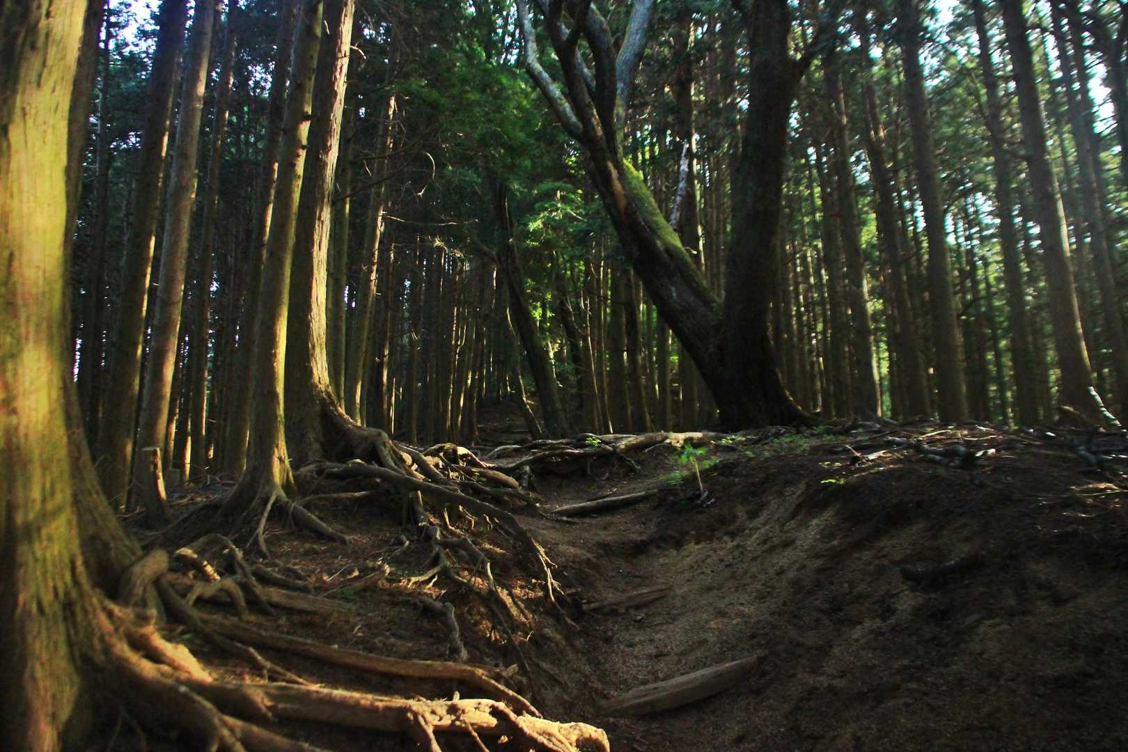 よし！日差しがある。雨にならなくて良かった〜。
