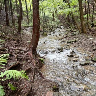集中豪雨の名残でやはり大垂水峠から城山への登り返しは沢が大増水。