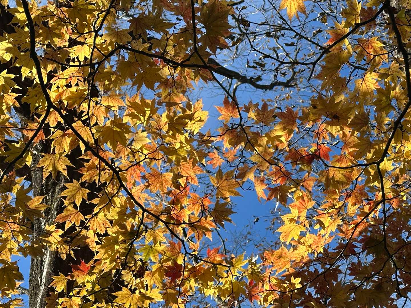 紅葉🍁が素敵✨