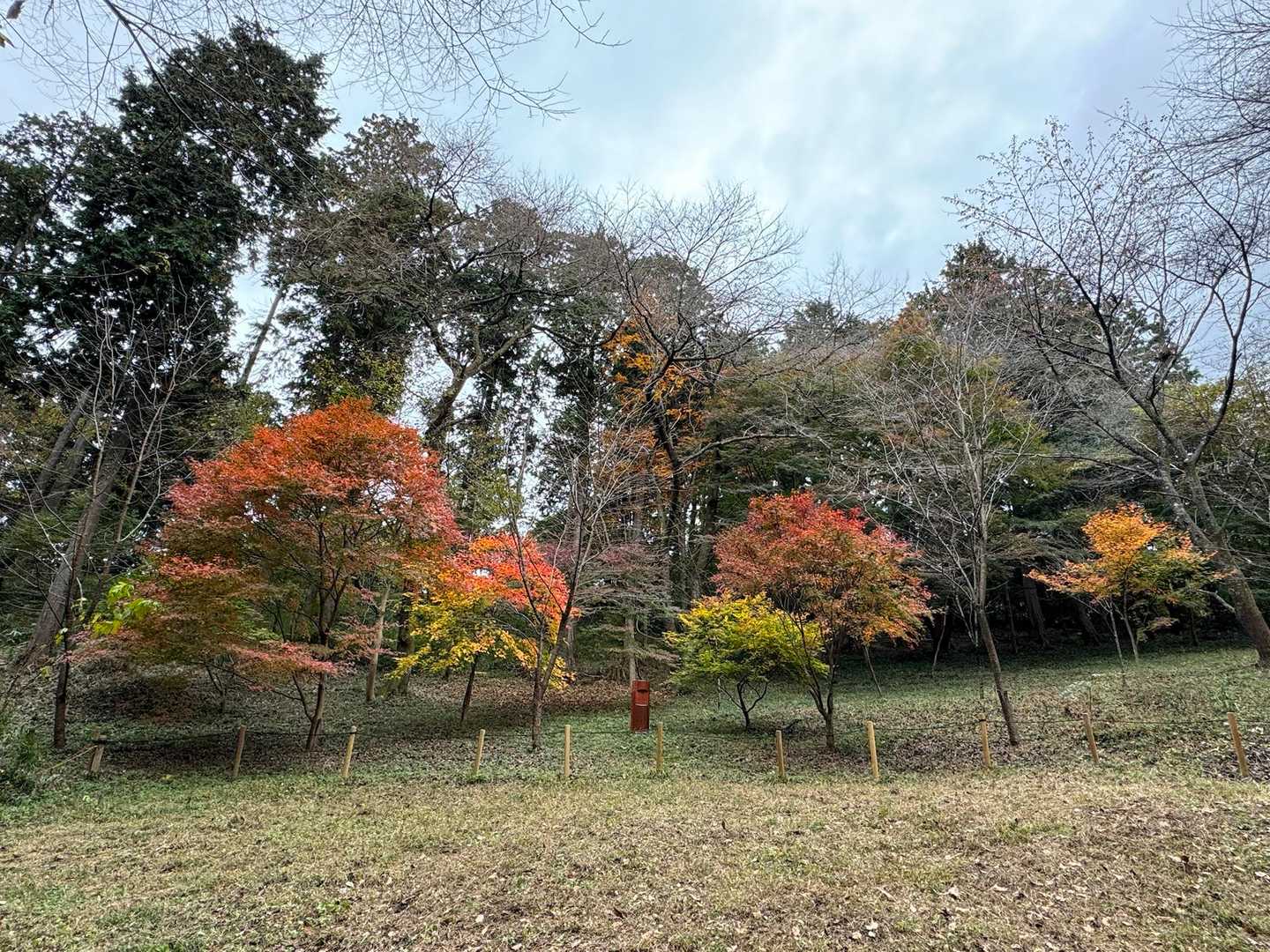 一丁平
ここのが今まさに変化してます、というベストな色合いだった💓