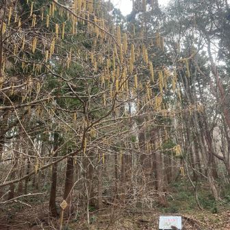 ツノハシバミの雄花