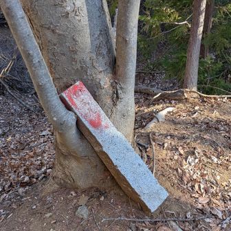 続いて向峠通過、道標はなく赤く塗られた境界標？が木に立てかけてあるだけ。782mのピークは通り過ぎてしまいました