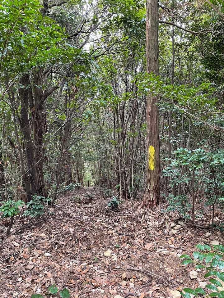 南西方面の尾根に向かう道かな？