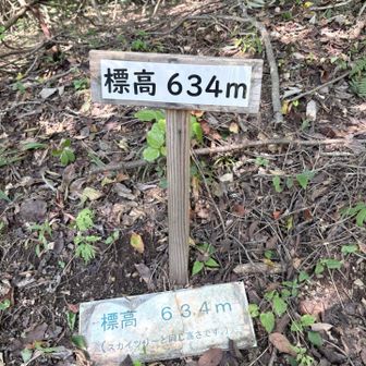 ムサシ
東京スカイツリーと同じ高さ