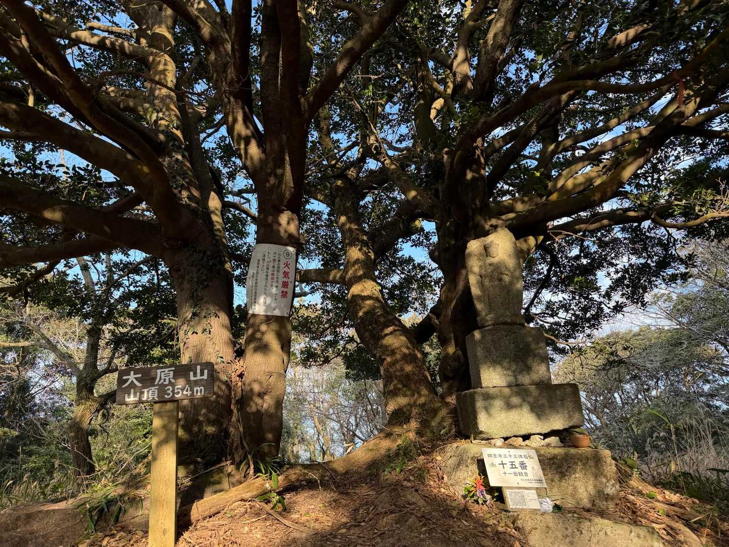 大原山  ⚑⚐゛

ここからセリバオウレン探し🥸

昨年咲いていた所には一輪も咲いてない💧
他に咲いてる所は知らないし
諦めようかな〜と思ったけど🥲

いやいや‥不言実行‼️
٩(๑`^´๑)۶

くねくね‥うろうろ‥🌀
丁寧に探しました♪