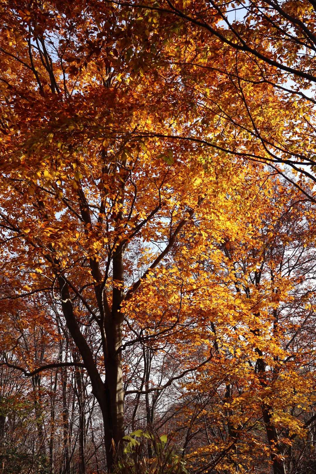 この辺りの紅葉🍁が綺麗でした😊