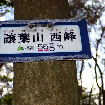 譲葉山ピークは4つもありました。
どれも縦走路外
そのうち3つはグーレーピーク
西峰