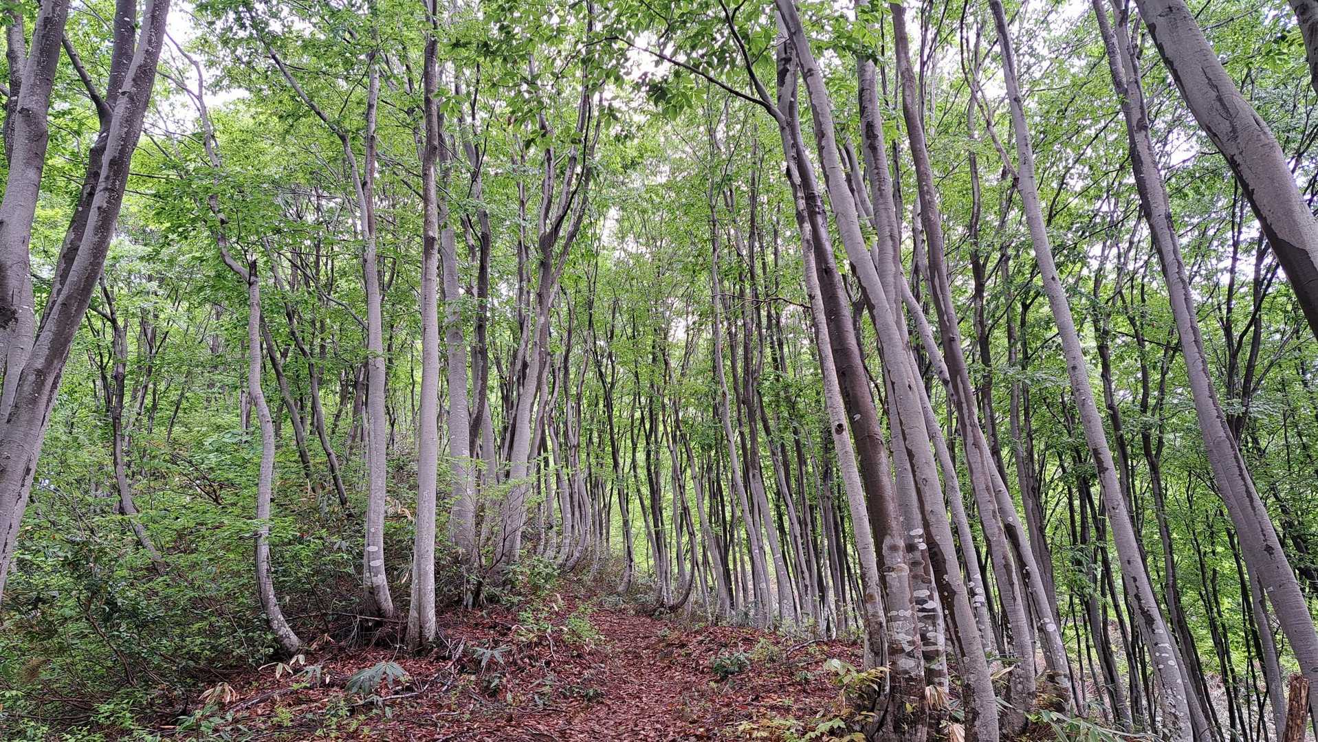 権現堂山登山口-下権現堂山 周回コースの写真