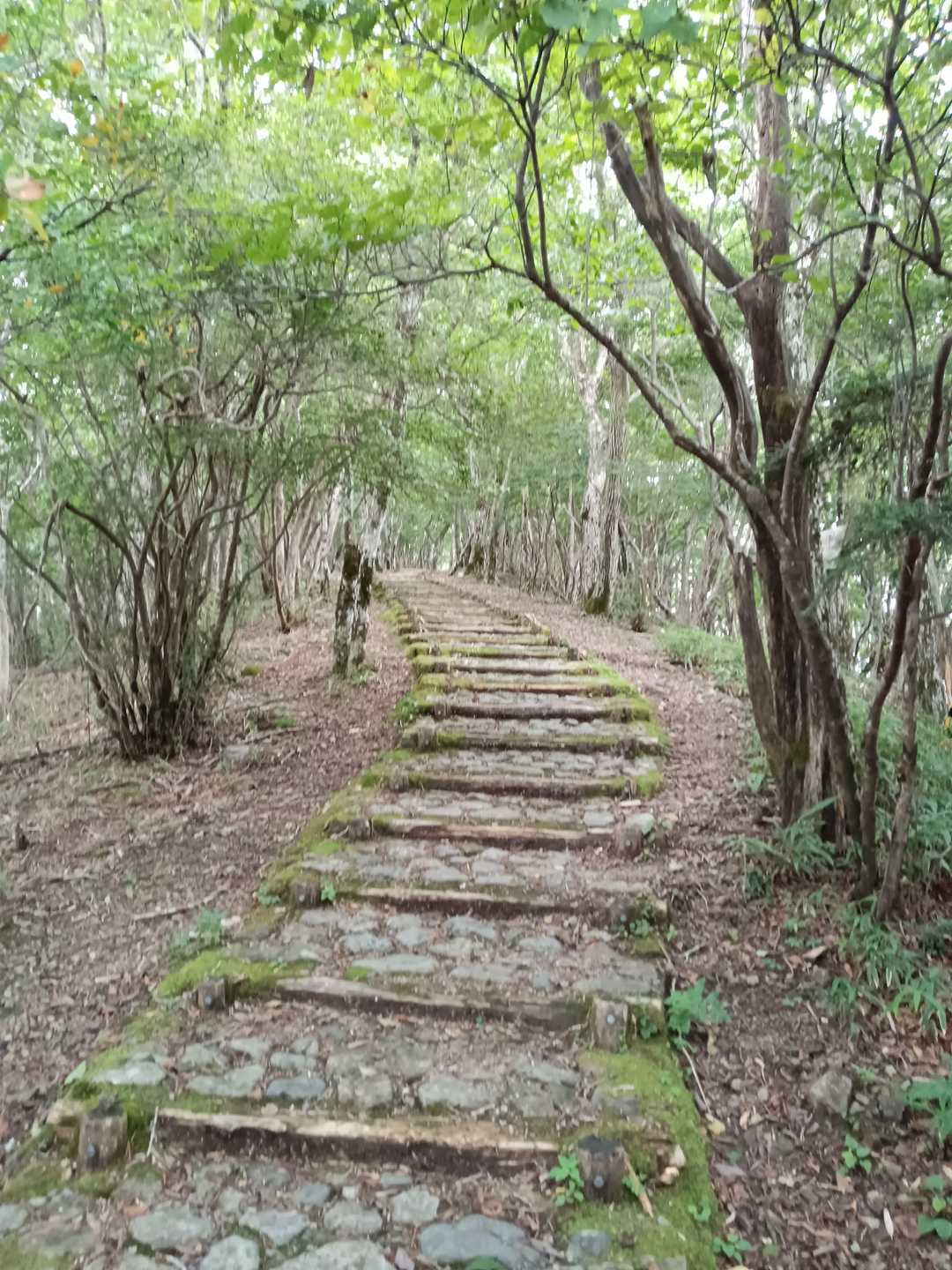 登山道は整備されている
