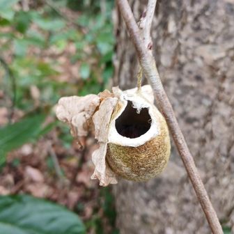 スッポンタケ科のキノコの幼菌（卵）が孵化した後の殻のようだ