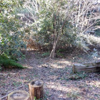 南峰展望台と言ってるのは入り口は階段上ってきて、左（ピンクテープ目印）