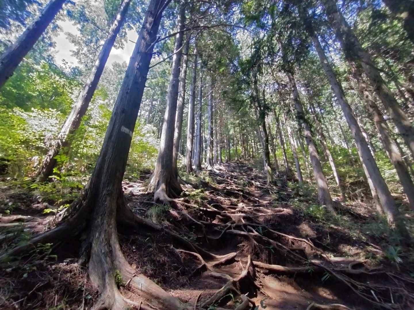 堂所山への根っ子急登🥵