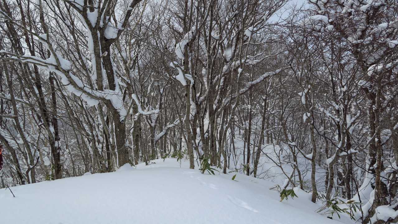 🐲龍さんの案内で、西尾根の方をちょっと覗きに行く。