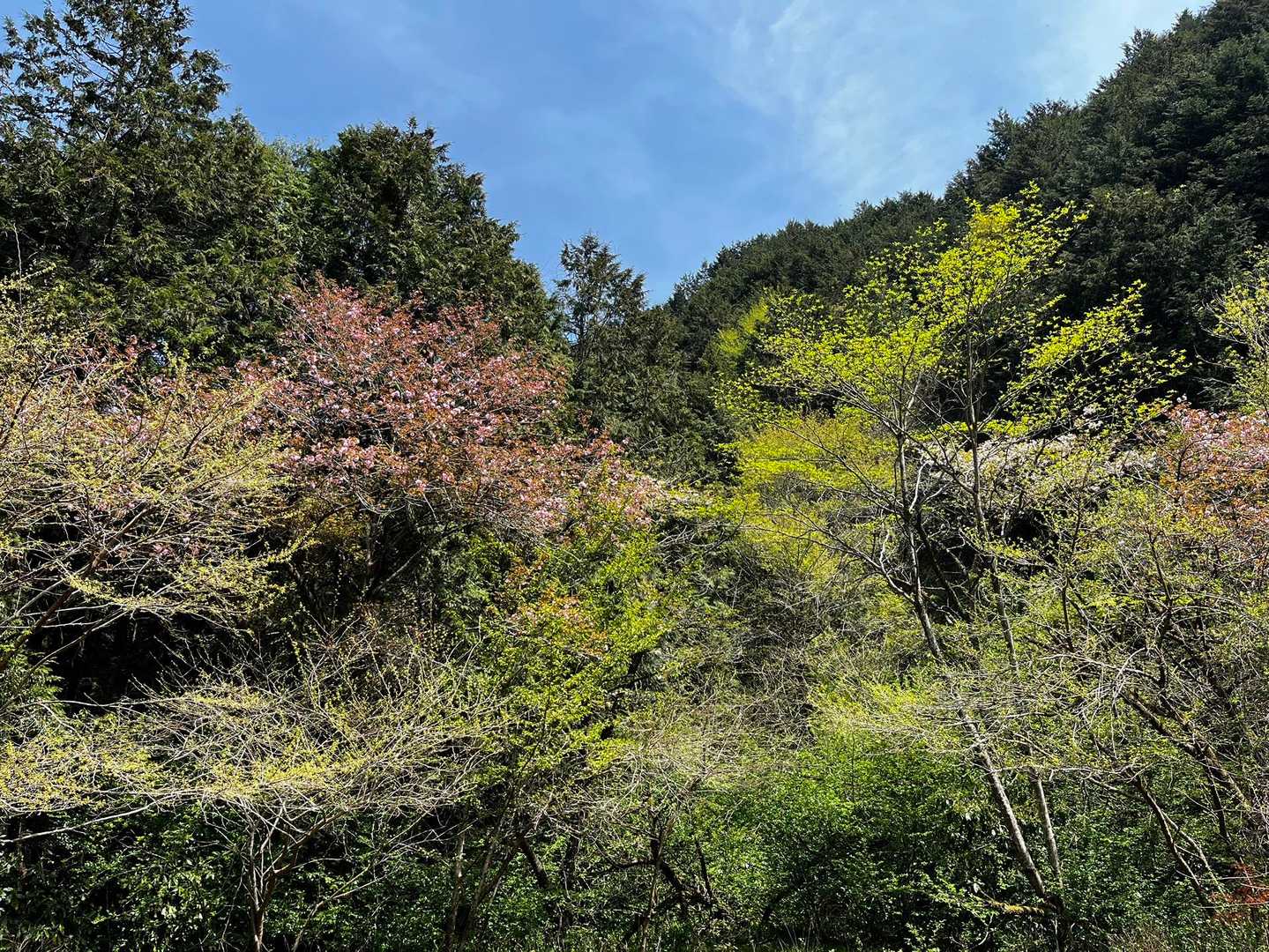 八王子城跡入口-八王子城跡管理棟-曳橋 周回コースの写真