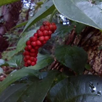 フウトウカズラ
コショウ科で神経痛や打撲に使えるらしい。